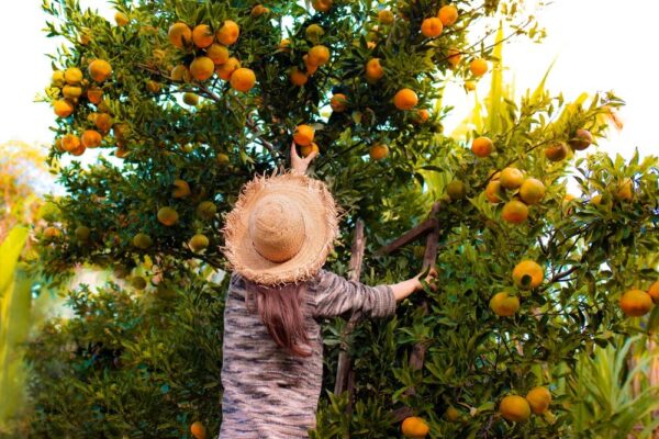 KORČULA, oljke in mandarine