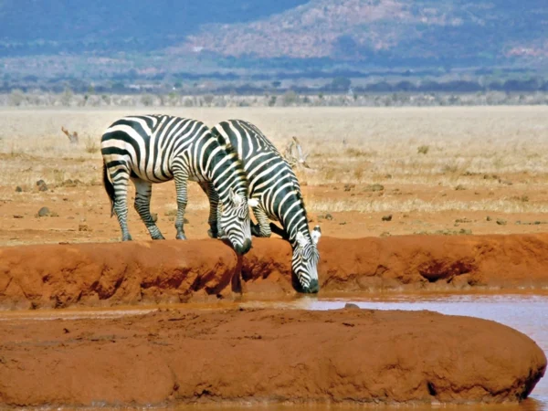 Kenija mini safari