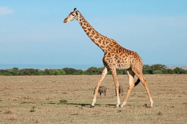 Kenija safari