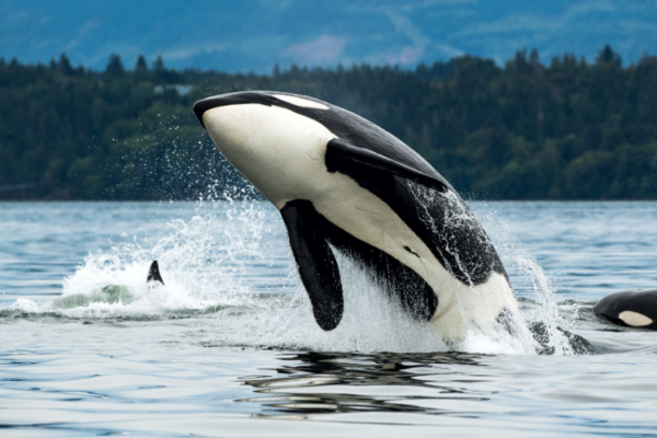 Vancouver Island Fly & Drive