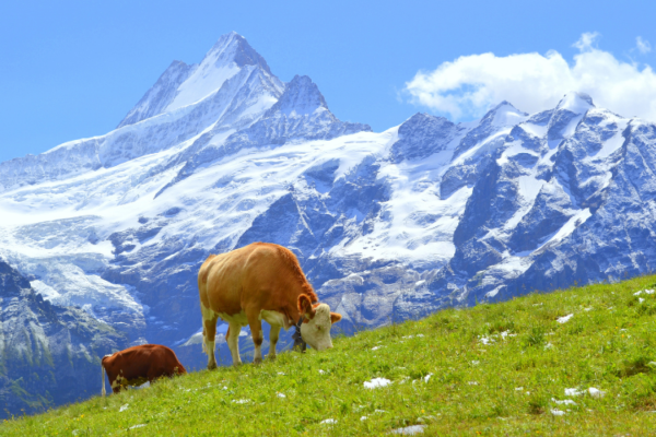 Švica in Jungfraujoch